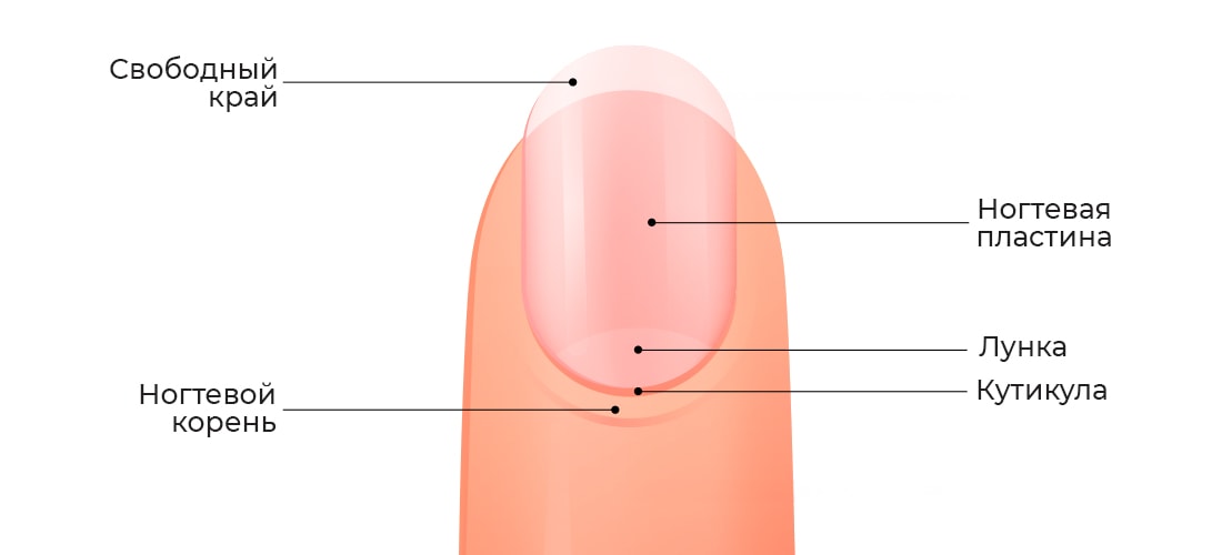 Детальное строение ногтя